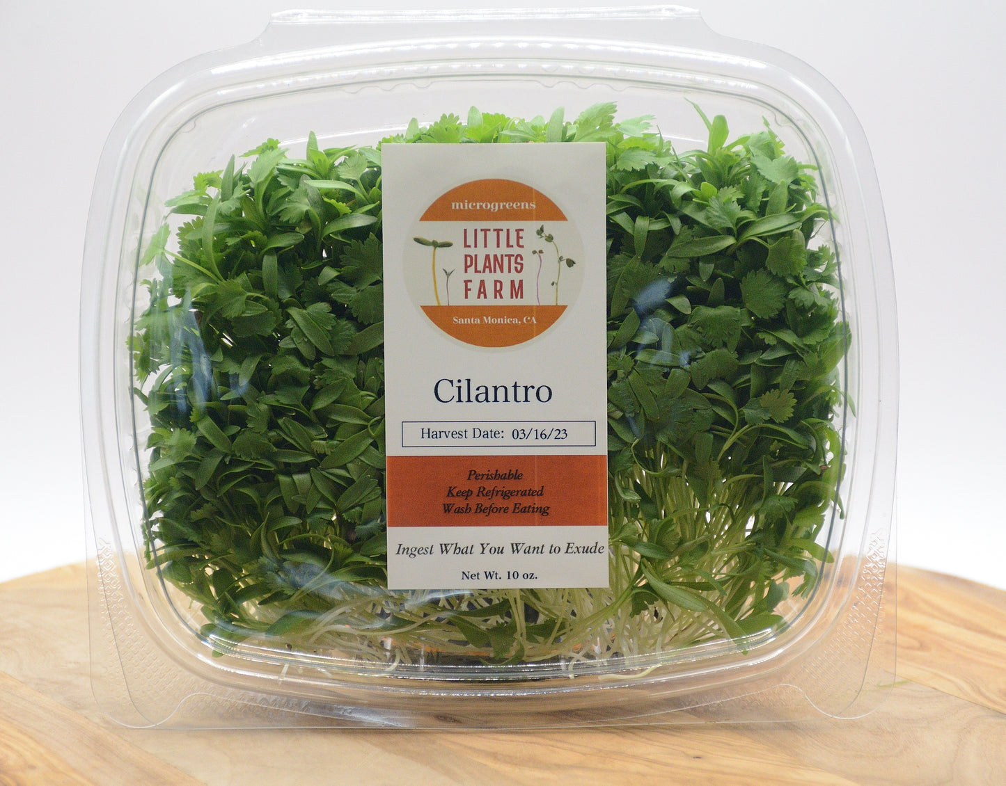 Micro Cilantro