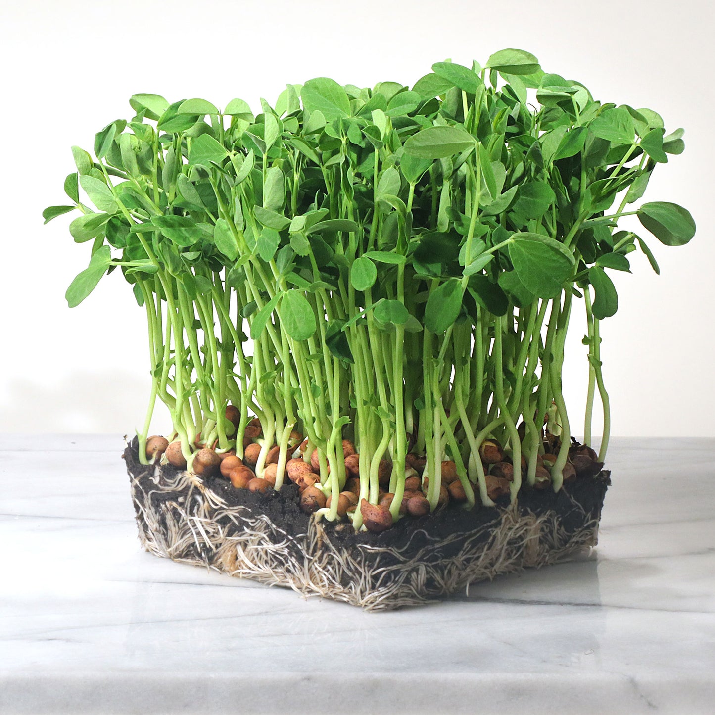 Pea Shoots