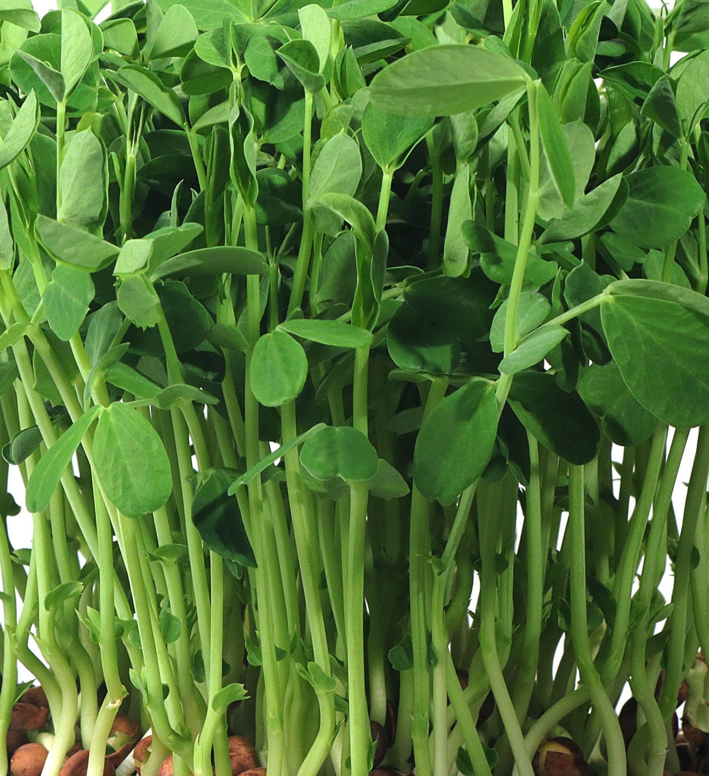 Pea Shoots