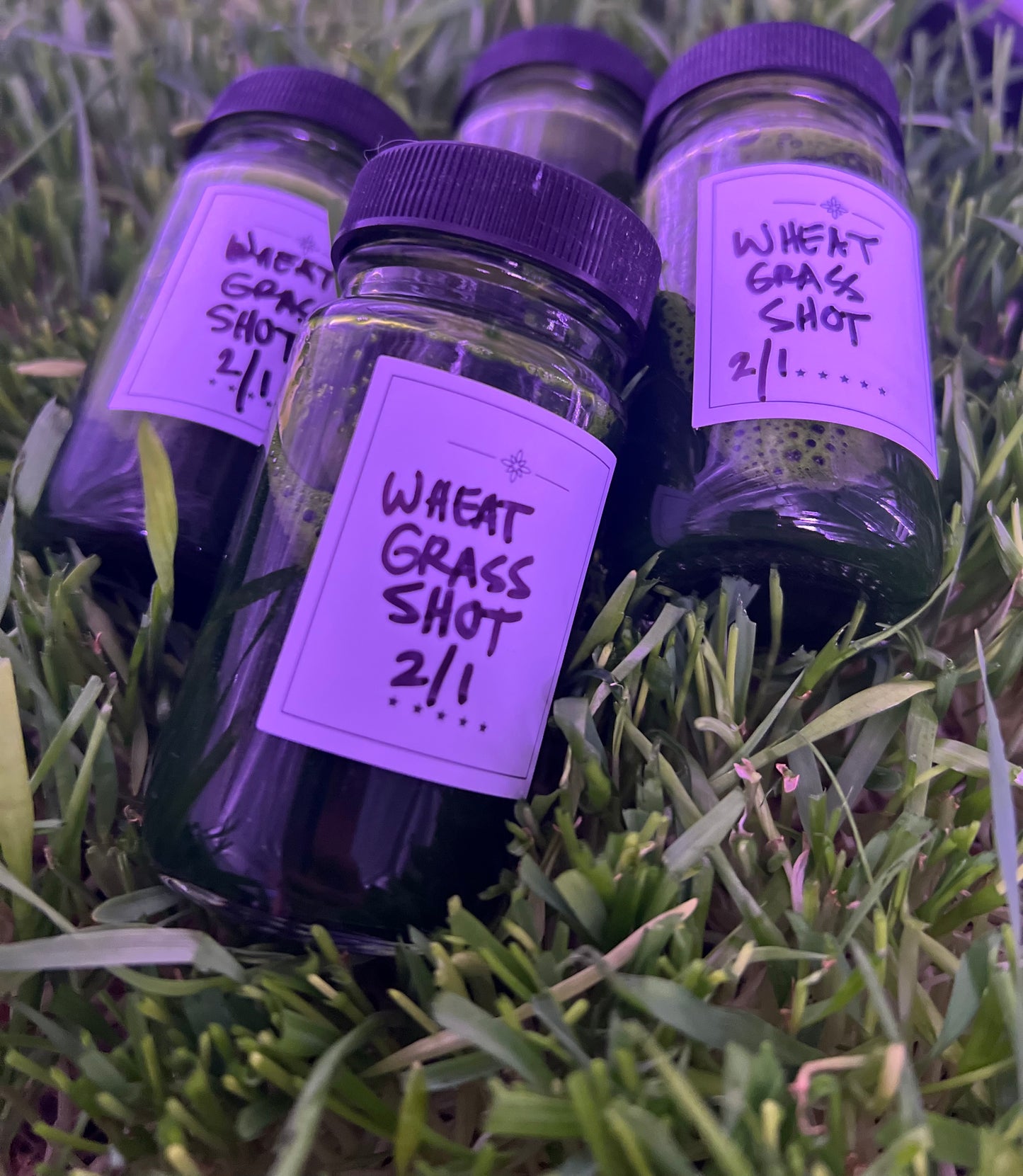 Wheat Grass Shots